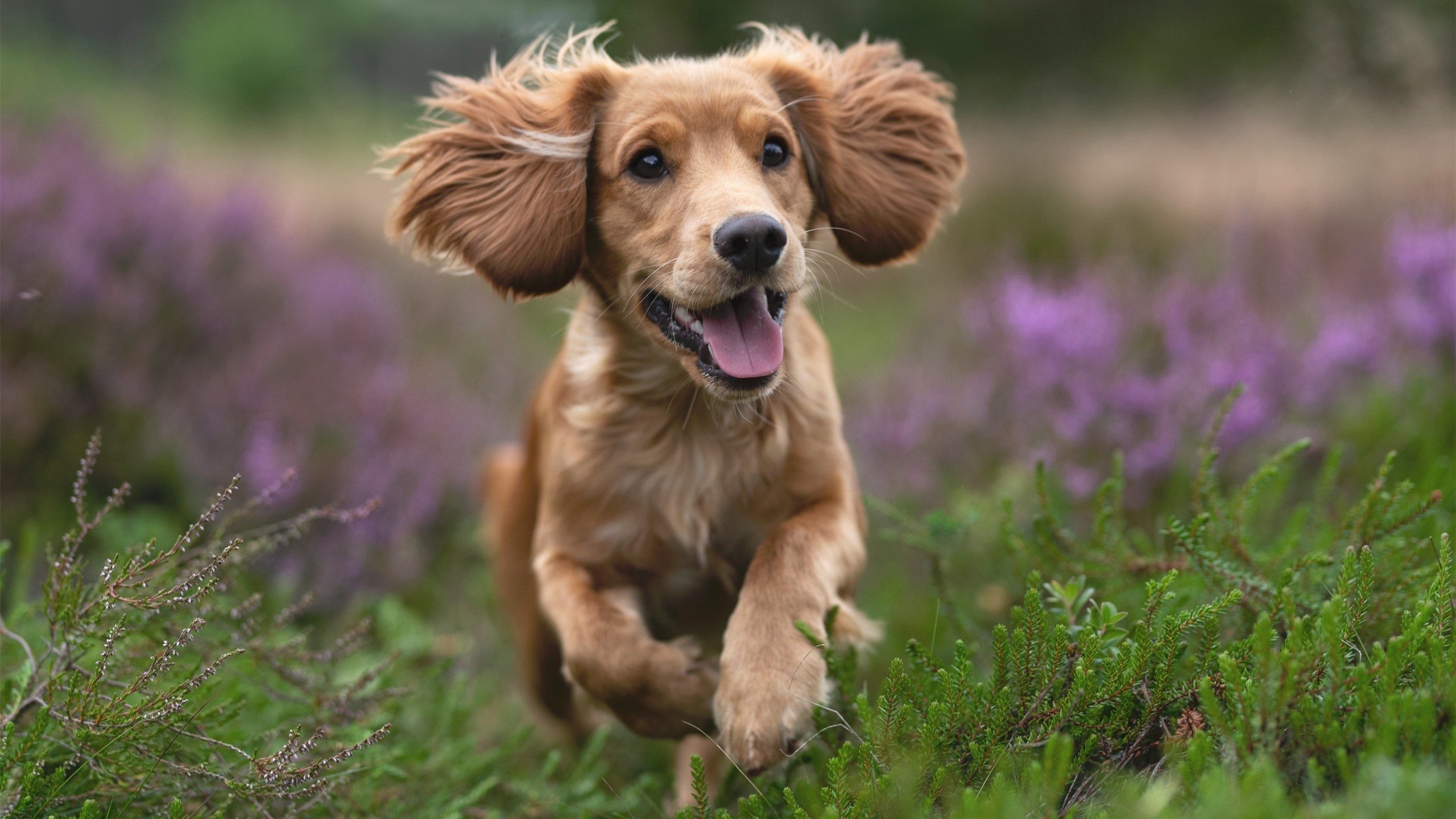 体育志愿服务标准化手册正式发布,体育志愿者服务活动内容